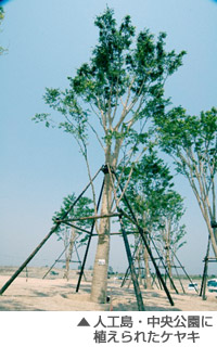 人工島・中央公園に植えられたケヤキ